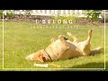 The secret to contentment revealed by a yellow lab  i belong  mantrasong 052