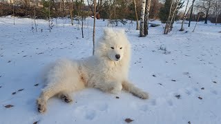 20 Best Samoyed Names with Meanings! 🐾❄️