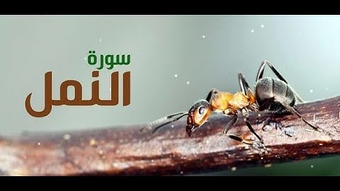 إسلام صبحي سورة النمل Islam Sobhi Surah An Naml