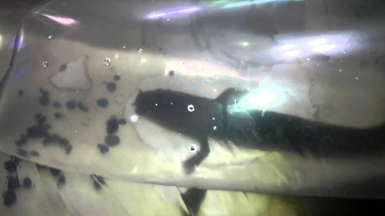 keeper security NEW ORNATE and SENGALIS BICHIR fish