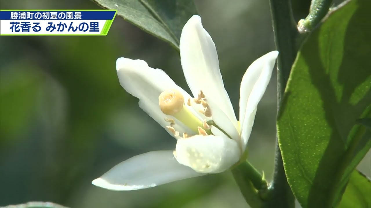 【中古】 蜜柑の花/花神社/高橋美登里 甘い香りに包まれる みかんの里【テレビトクシマ】 - YouTube