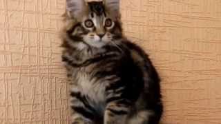 Naomi Big Wild Cat*UA 3 месяца (часть вторая) Naomi Big Wild Cat*UA 3 месяца (часть вторая)