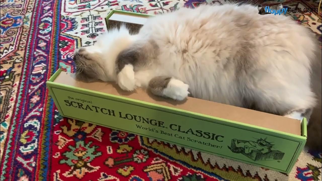 Why It's Called The World's Best Cat Scratcher YouTube