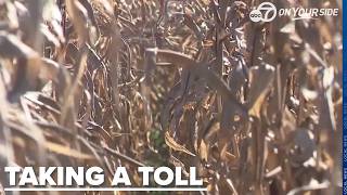 'We're in a crisis right now:' Arkansas leads U.S. in farm bankruptcies
