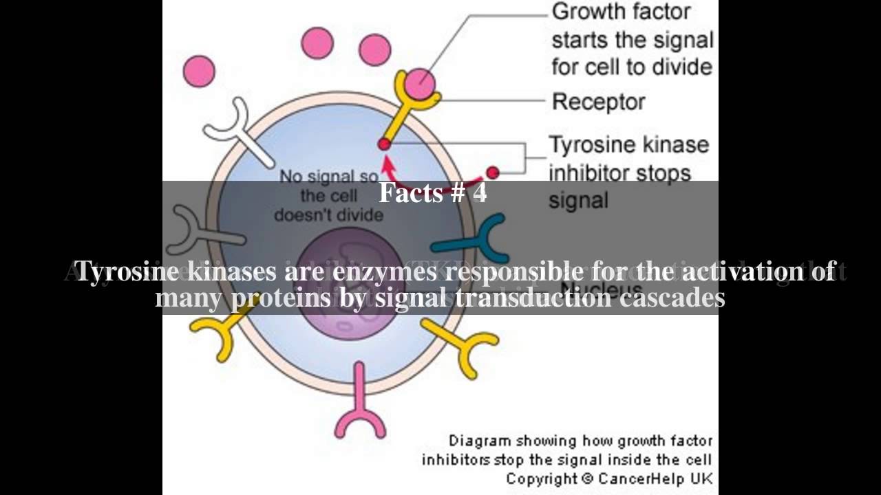 Tyrosinekinase inhibitor Top 7 Facts YouTube