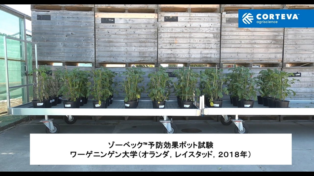 ゾーベック™エンカンティア™ばれいしょポット試験