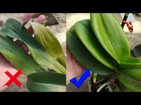 Video: Apakah daun baik untuk anggrek?