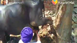 Funny video Punjabi cow feeder 'We Records