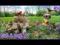 Squirrels bunnies  birds  10 hour no ad interruptions cat  dog tv  entertain your pets 