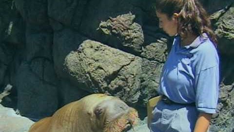 Clicker Fun with Dr. Deborah Jones: Click and Fix- Positive Solutions to Behavior Problems