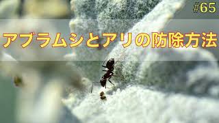 【#65】アブラムシとアリの防除方法について！