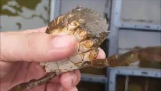 Soft Shell Crab Farming in Thailand screenshot 3
