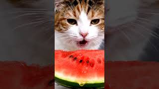 Cat Breathing Close-Up | Ultra Calm Tiny Cat Tongue vs Juicy Fruit 😺 | Relaxing ASMR