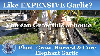 How to Plant, Grow, Harvest & Cure Elephant Garlic | Expensive Garlic