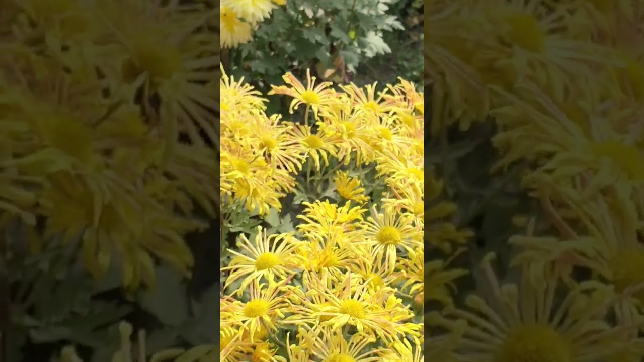 beautiful chrisanthuam flowers 🌼🌼