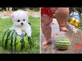 Cute pomeranian puppies doing funny things  cute and funny dogs  mini pom