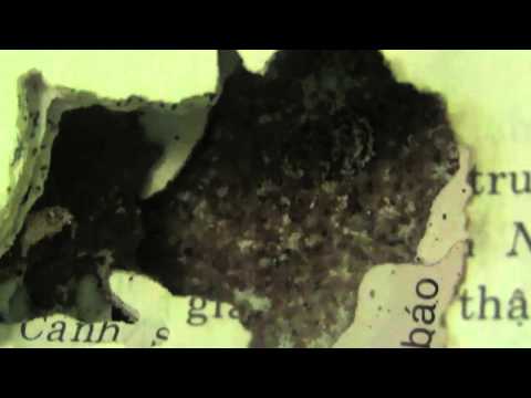 strangehearts.2014_NhaThuyen