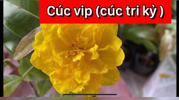 Cúc vip (cúc tri kỷ),0397142252,25/6/2020