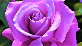 10 Gorgeous Scented Roses in BLUE-VIOLET and BLUE Shades screenshot 5