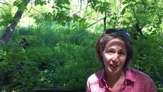 Protecting Hudson River’s Largest Tidal Wetland (HD)