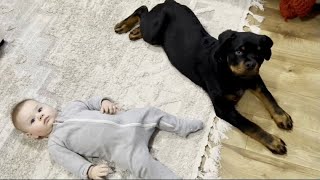 Rottweiler puppy and baby playing