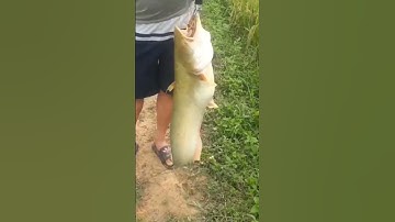 cá nheo 8kg - thỏa mãn đam mê câu #fishing #fish #cauca #câucá #caucagiaitri #watch #reels #facebook