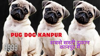 Pug Puppies Available In Kanpur | Vodafone wala Dog pups | Toy Brits puppies DOG | Fown colour pups by SALONI PET SHOP KANPUR 107 views 6 days ago 4 minutes, 28 seconds