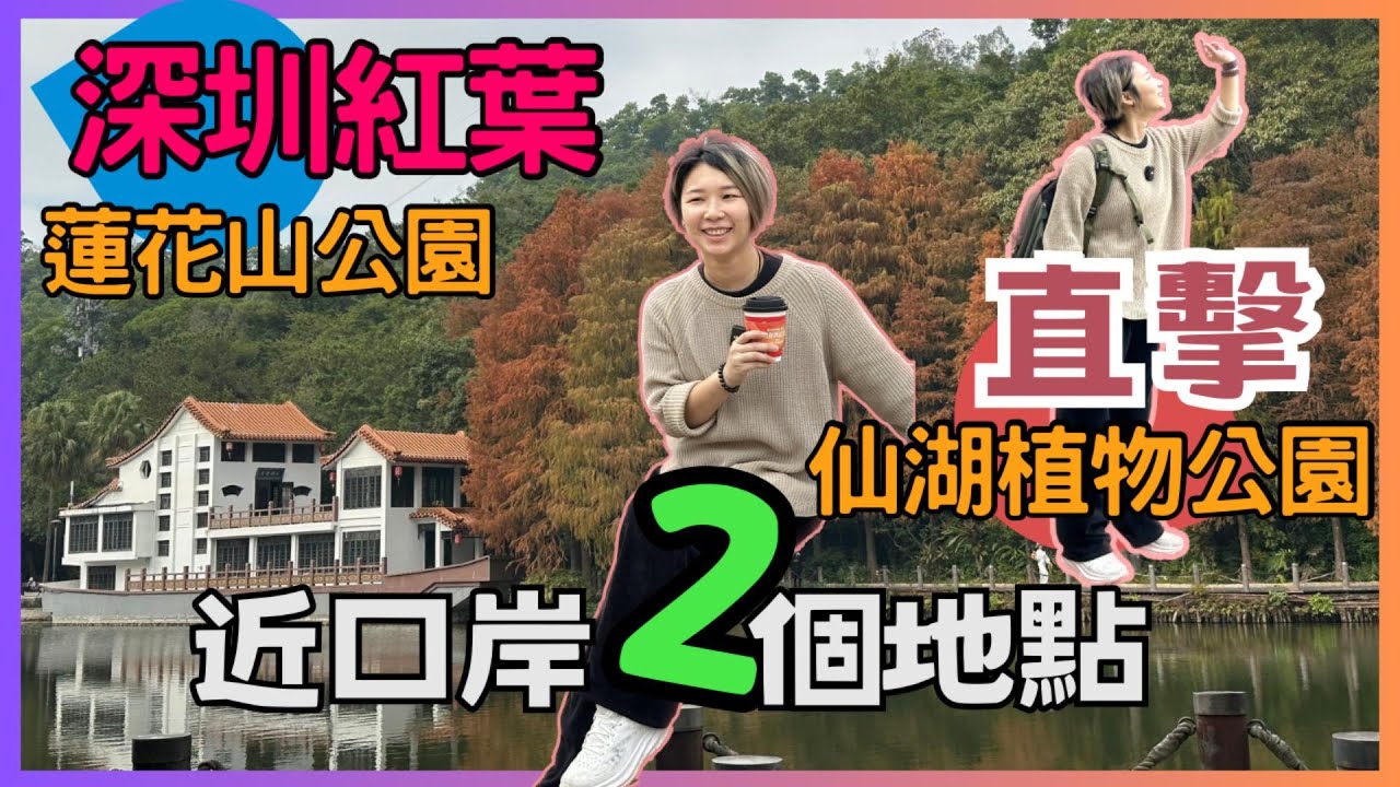 深圳紅葉 近口岸 仙湖植物園 蓮塘口岸  蓮花山公園|年宮站 福田口岸附近 | 落羽杉 | 實時拍攝 期間限定｜深圳半日遊｜ 深圳公園｜深圳打卡點｜2025深圳好去處【星星帶團】