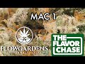 The Flavor Chase | 23 | THCA Flower Review | MAC 1 by Flow Gardens | AMAZING Tennessee Type 1!!!