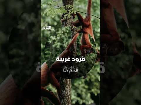 قرود غريبة