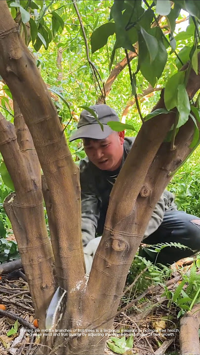 How to prune fruit tree branches