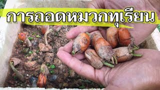 สาธิตการถอดหมวกทุเรียน เทคนิคการถอดหมวก, ทำไมต้องถอด?, Removing durian seed hats