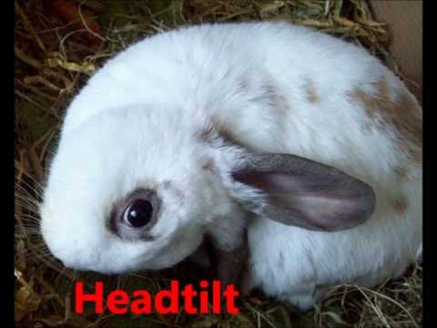Video: Almindelige Sygdomme Hos Små Kæledyr: Kaniner