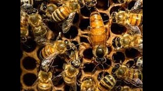 علاج النيوزيما وامراض النحل  للمهندس ابو انس النجار