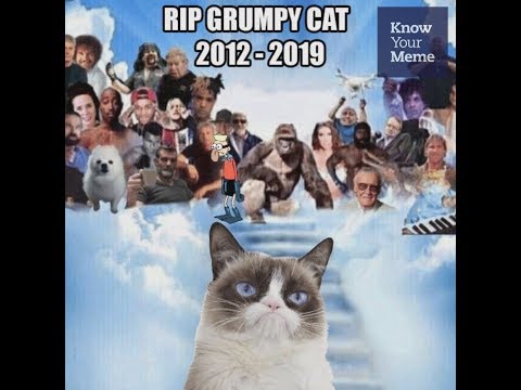 in-loving-memory-of-grumpy-cat