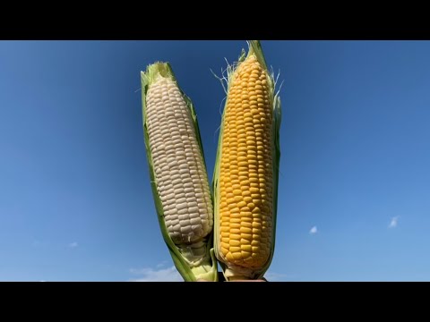 トウモロコシ栽培 美味しい収穫時期の見極め方 6 16 Youtube