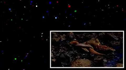 Crab vs Eel vs Octopus _ Blue Planet II