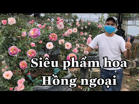Video: Hoa hồng ngoại tuyệt vời: trồng và chăm sóc