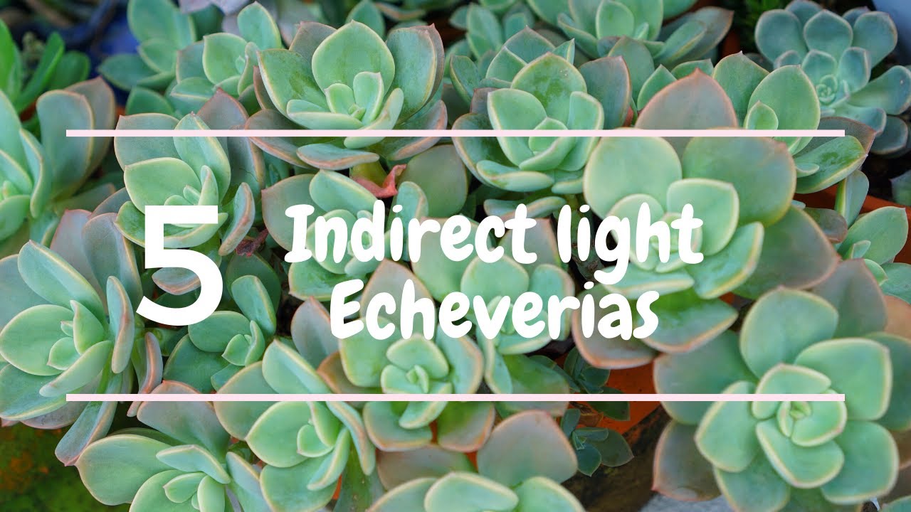 5 Bright Indirect Light Echeveria - hot and humid climate