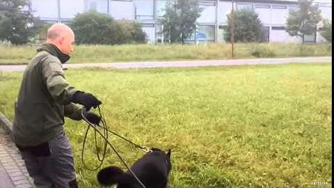 Trailing Scent Discrimination