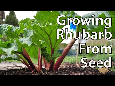 Video: Menanam Biji Rhubarb - Cara Menanam Tanaman Rhubarb Dari Biji