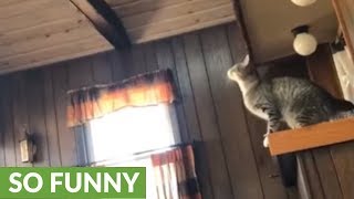 This cat attempts an insane jump - ends up in epic fail!