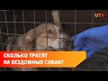 Сколько денег уходит на одно бездомное животное в Башкирии?