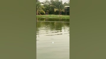 #Shorts Báo cá tra năm 2024 clip 23 - Hồ Câu Vườn Dừa ấp Ngã Tư, xã Nhuận Đức, huyện Củ Chi, TP HCM