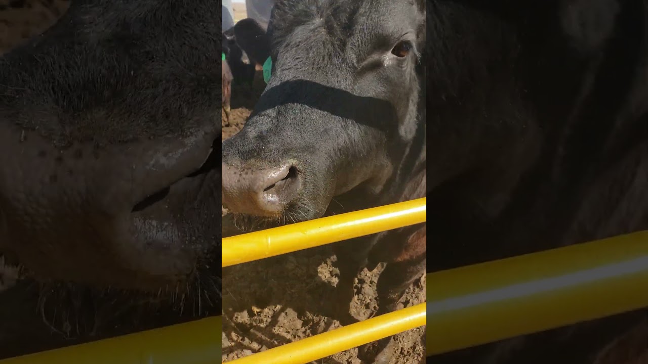 cows and bull and heifers OH MY!  