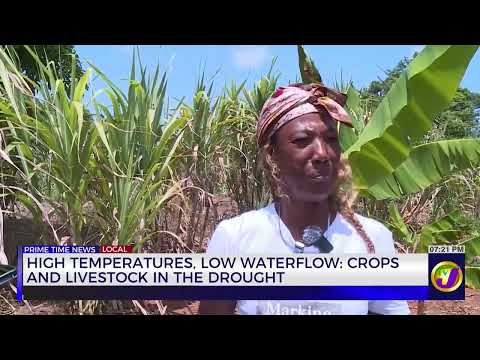 High Temperatures, Low Waterflow: Crops and Livestock in the Drought | TVJ News