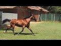 Deauville usha stud stallion