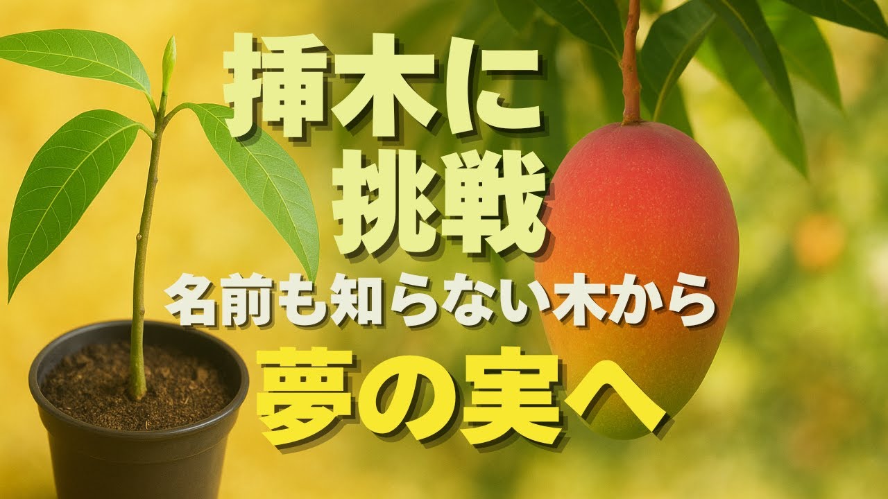 山の楽園 Vlog31】マンゴーに似た木を勢いで挿し木！実はなるのか