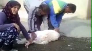 chicken biggest دجاجه