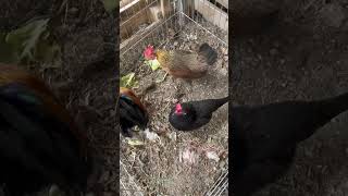Por qué mis gallinas aún no se quieren echar? #gallitosminiatura #gallos #kikirikis #gallosaztecas